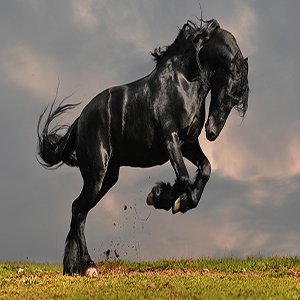 Black Horse Puzzle