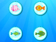 Color Fish Quest