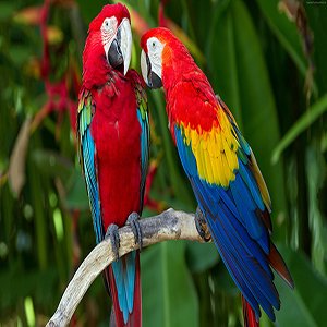 Cute Parrots Jigsaw