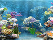 Hidden Objects-Underwater World