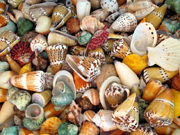 Sea Shells