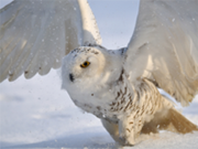 Snowy Owl